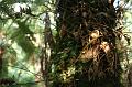 Tree fern gully, Pirianda Gardens IMG_7173